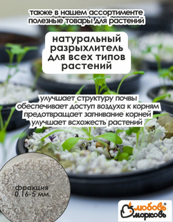 Тюльпан Луковица, Джимми, 3 шт, крупный разбор