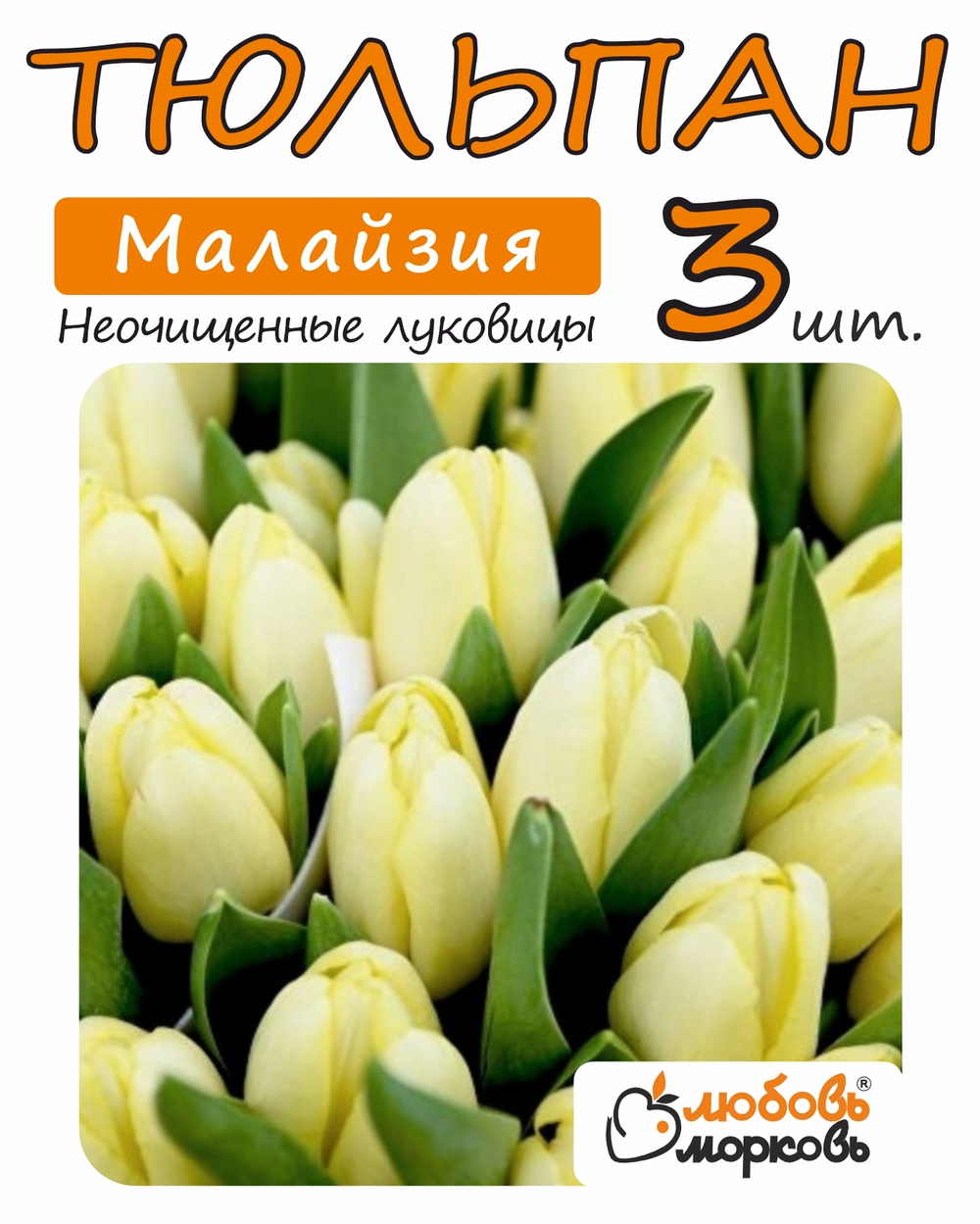 Тюльпан Луковица, Малайзия, 3+  шт
