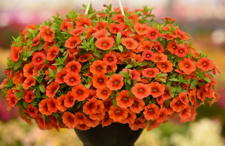 ЕВРО Calibrachoa Colibri Tangerine укорененный черенок ноябрь