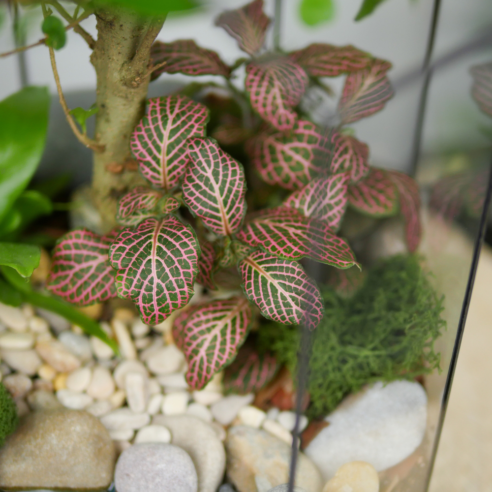 Готовый флорариум бонсай Лигуструм Бонсариум с озером