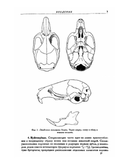 Фауна СССР. Млекопитающие. Том III. Выпуск 5. Сем. Muridae - Мыши. | Аргиропуло А.И.