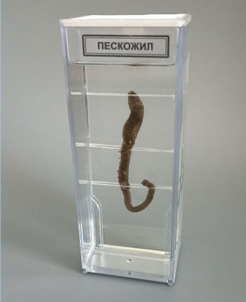 Влажный препарат Пескожил