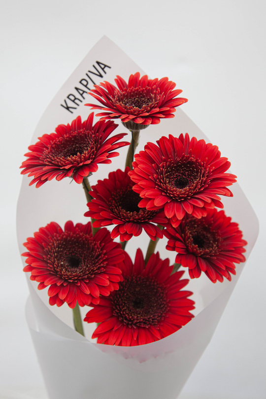 Красные Герберы