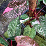 Филодендрон PINK PRINCESS GALAXY