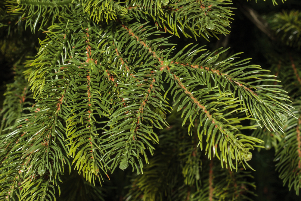 Ель искусственная Царь елка Байкальская 210 см БК-210