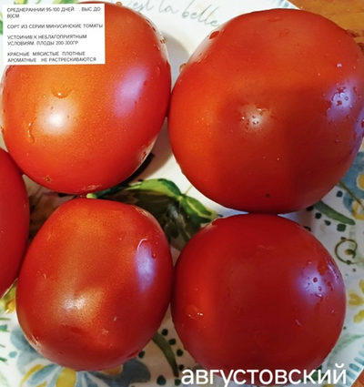 РАССАДА ТОМАТОВ АВГУСТОВСКИИЙ МИНУСИНСКИЙ