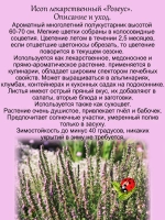 Исоп лекарственный Розеус