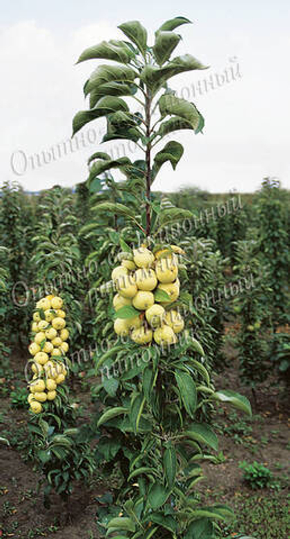 Яблоня колонновидная Золотой початок