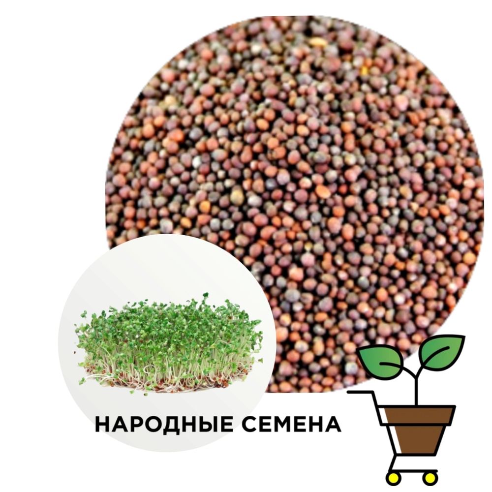 Капуста Брокколи