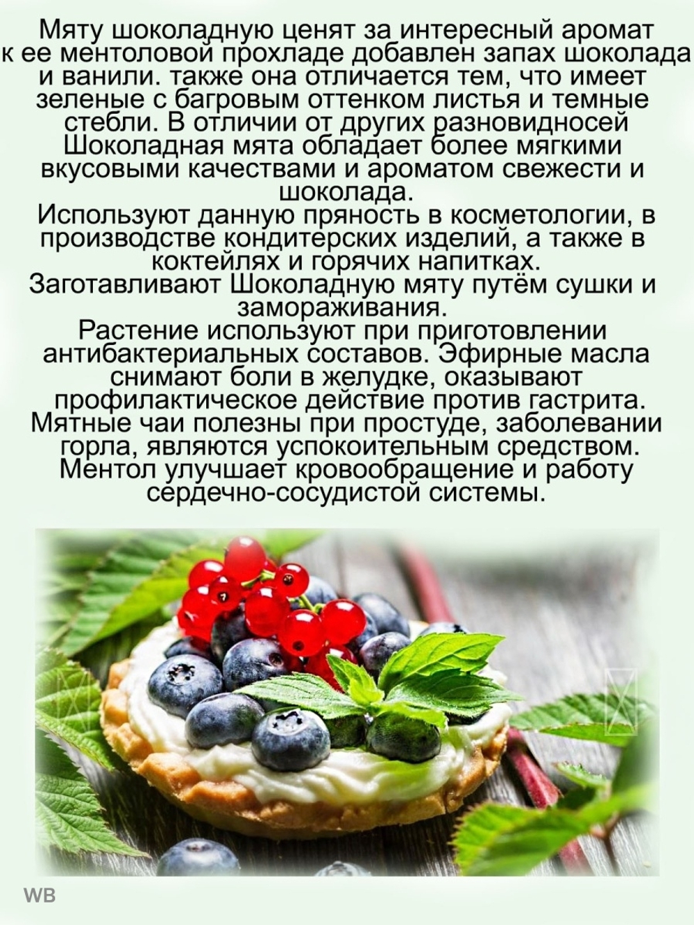 Мята шоколадно-ванильная многолетнее растение