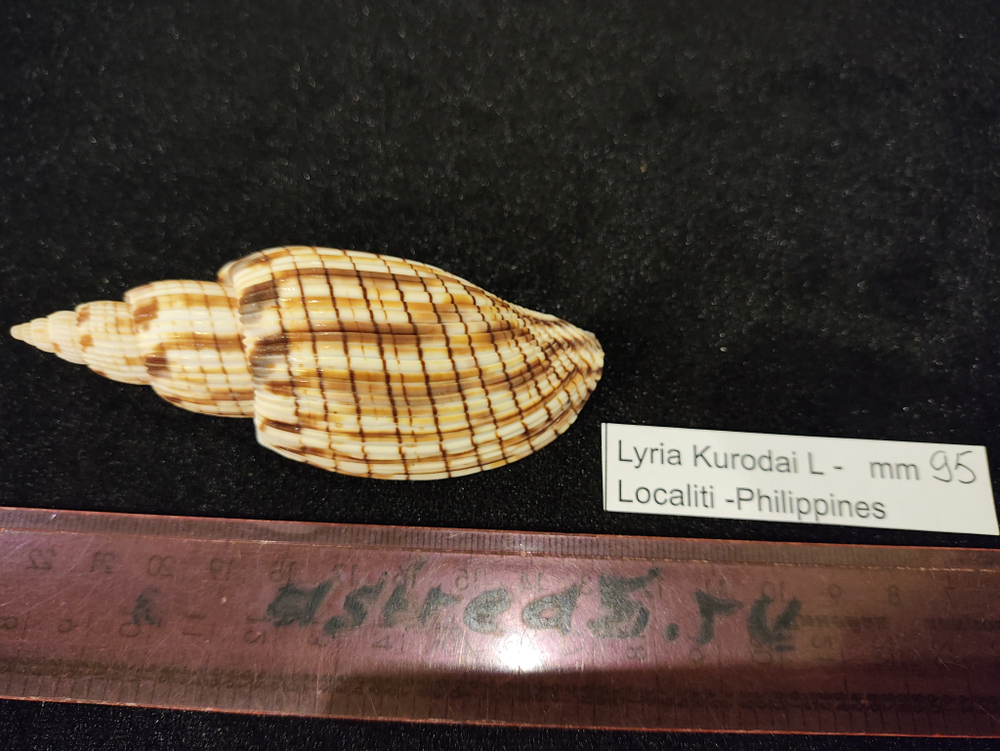 Лурия Куродай