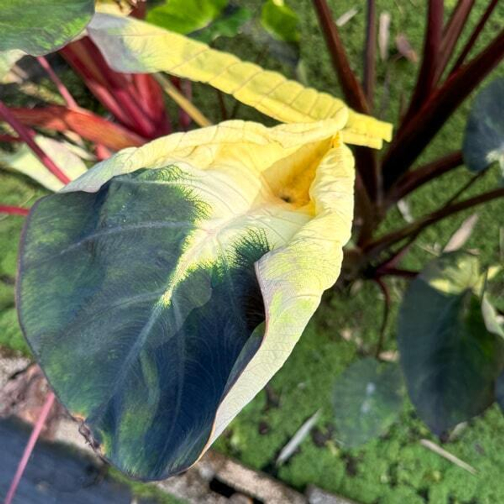 Колоказия LUNAR ECLIPSE