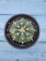 Astrophytum Asterias (Астрофитум)