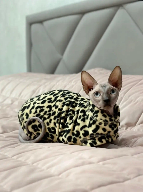 Одежда свитер для сфинксов кошек