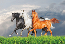 Коллекция Животные