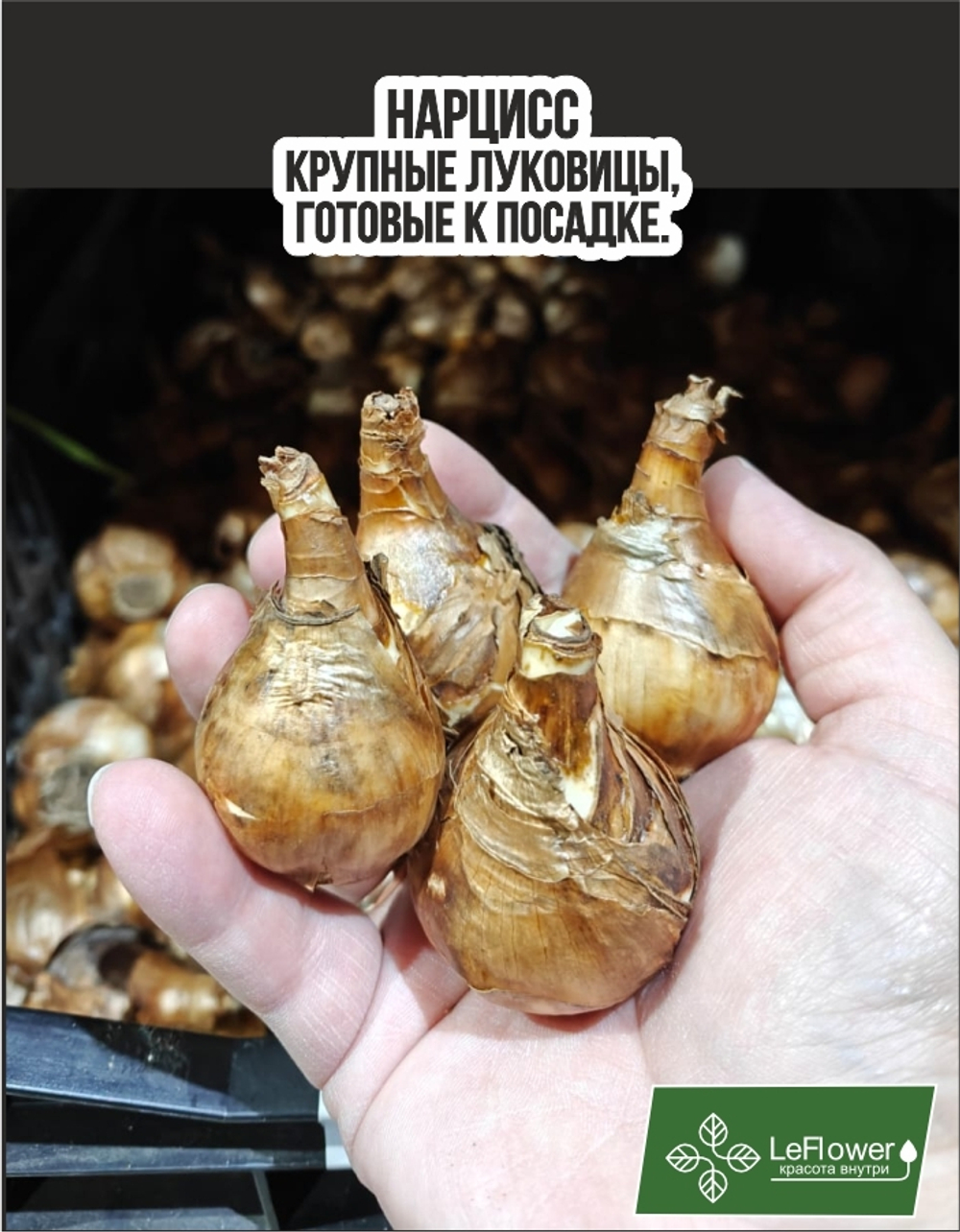 Нарцисс Луковица, Трампэт Йеллоу, 3шт