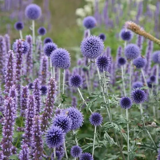 Мордовник обыкновенный Вейчс Блю С2 Закупка М39 июнь 2026