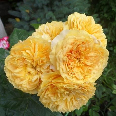 Леа Туту (Leah Tutu)