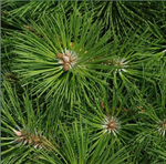 Сосна "Nigra Nana"