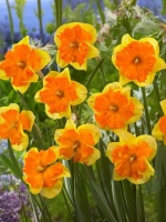 Нарцисс Разрезнокорончатый Конгресс