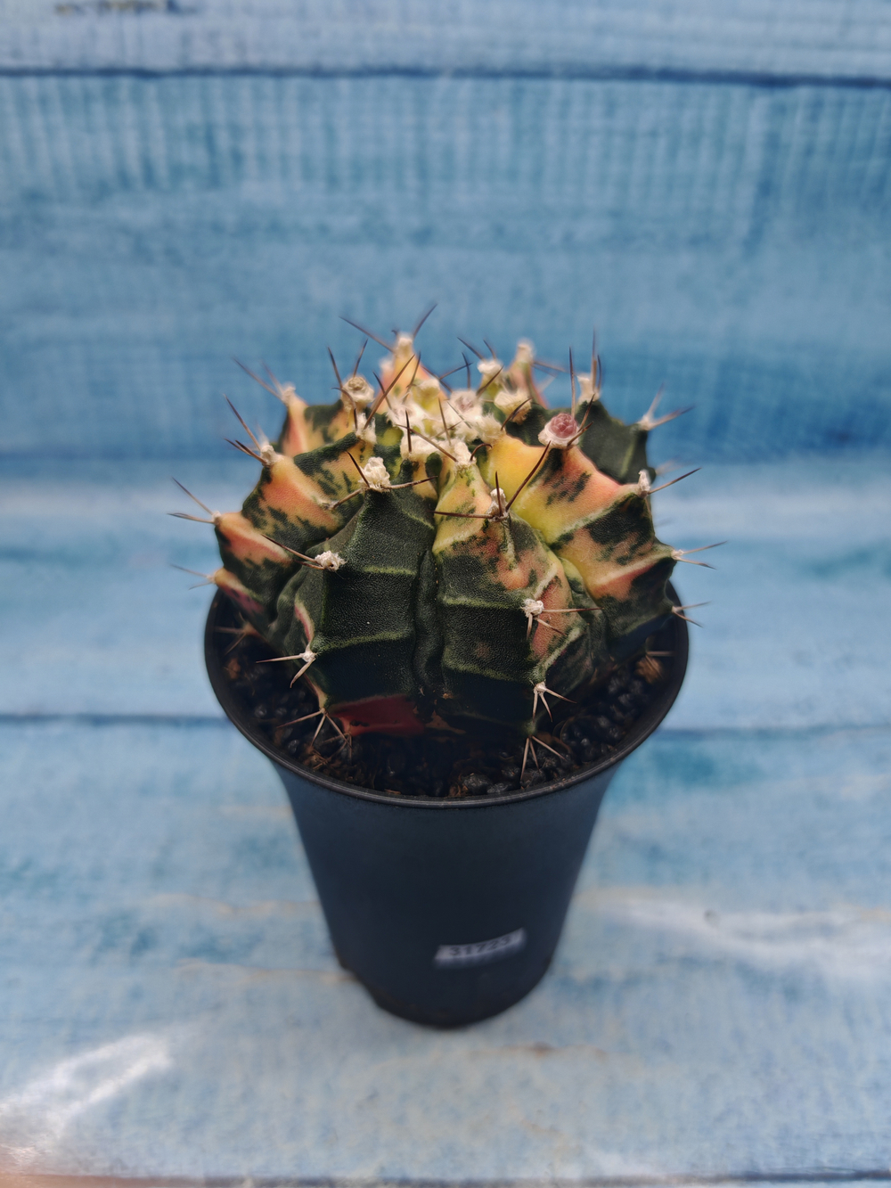 Gymnocalycium Variegata (Гимнокалициум Вариегатный)