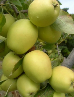 Яблоня Розмарин зелёный