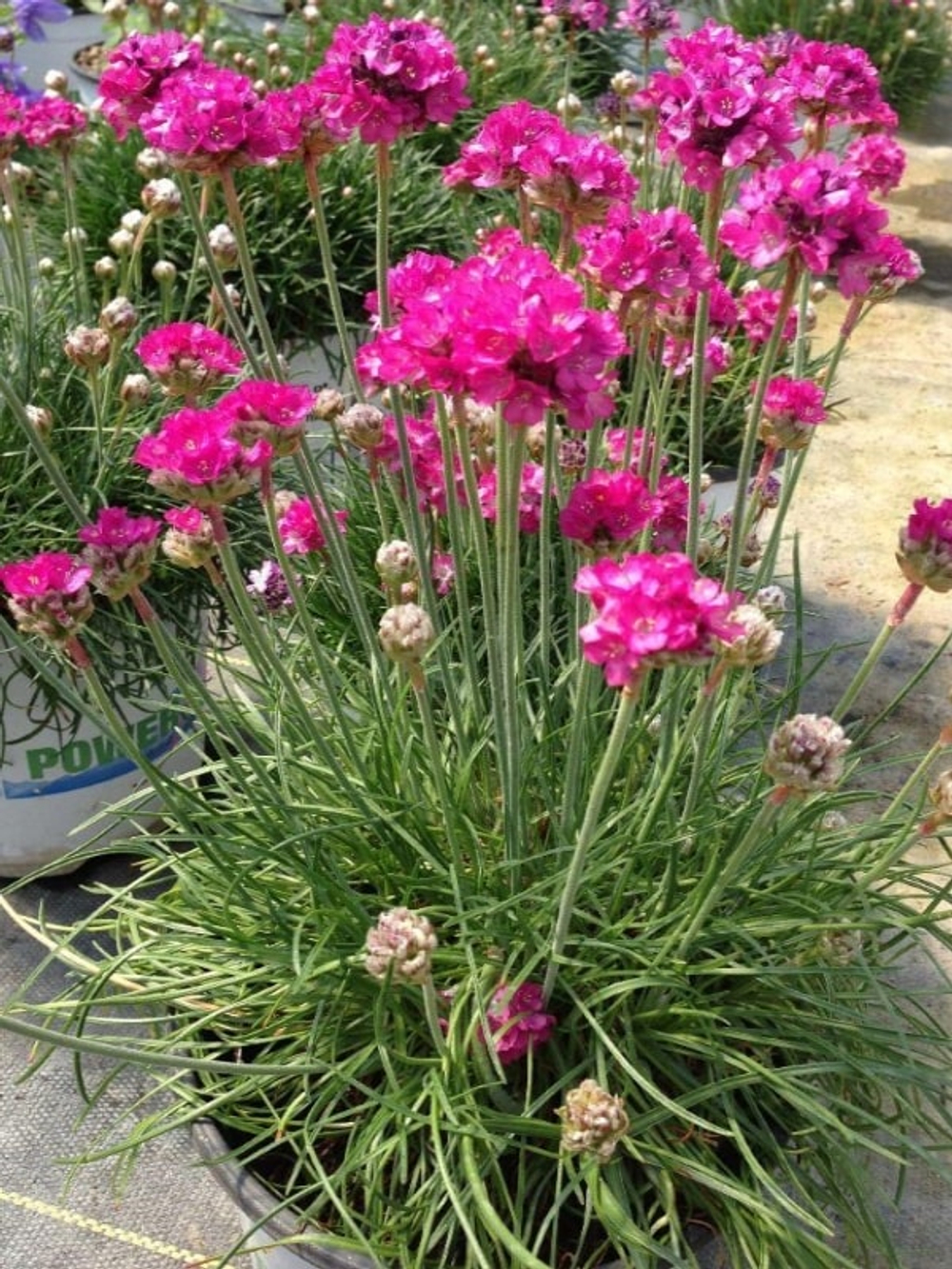 Армерия приморская Армада Роуз/Вайт С2