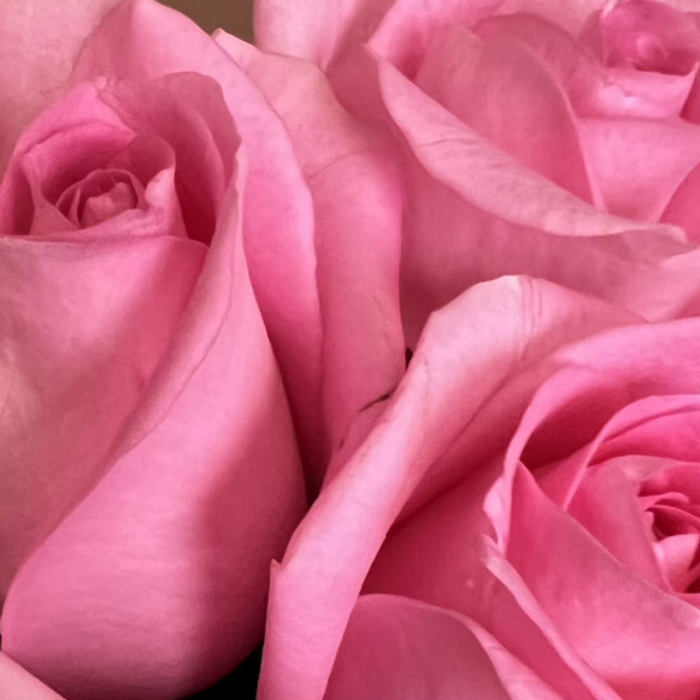 Букет из 15 роз