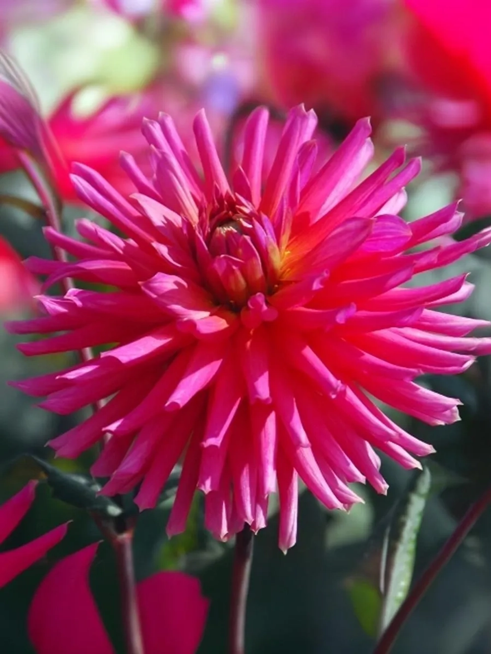 Георгин бордюрный Сити оф Лейден