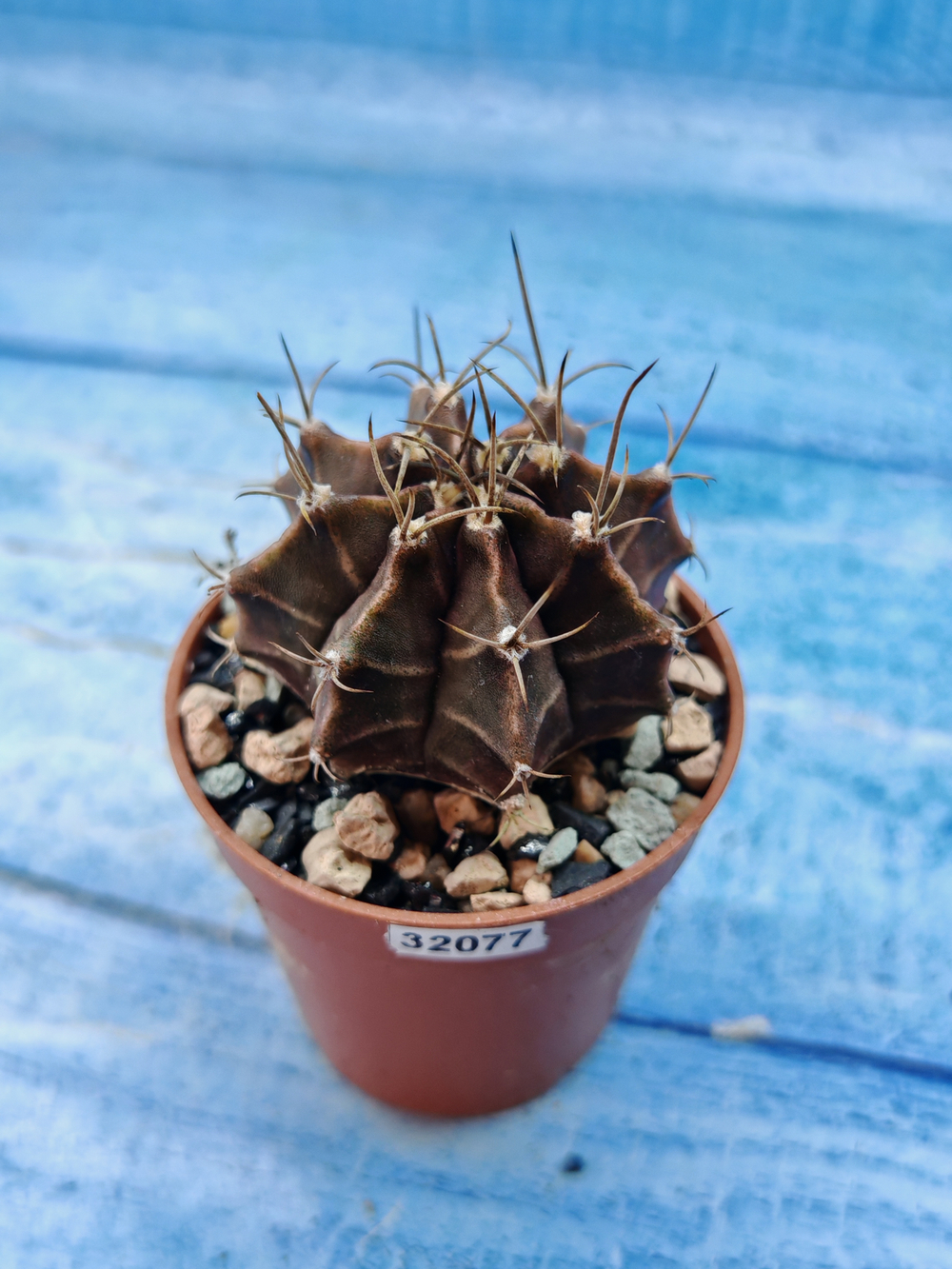 Gymnocalycium Friedrichii (Гимнокалициум)