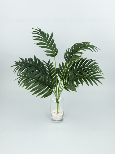 Куст пальмы Биг