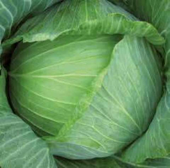 Бартон F1 семена капусты белокочанной (Hazera / Хазера)