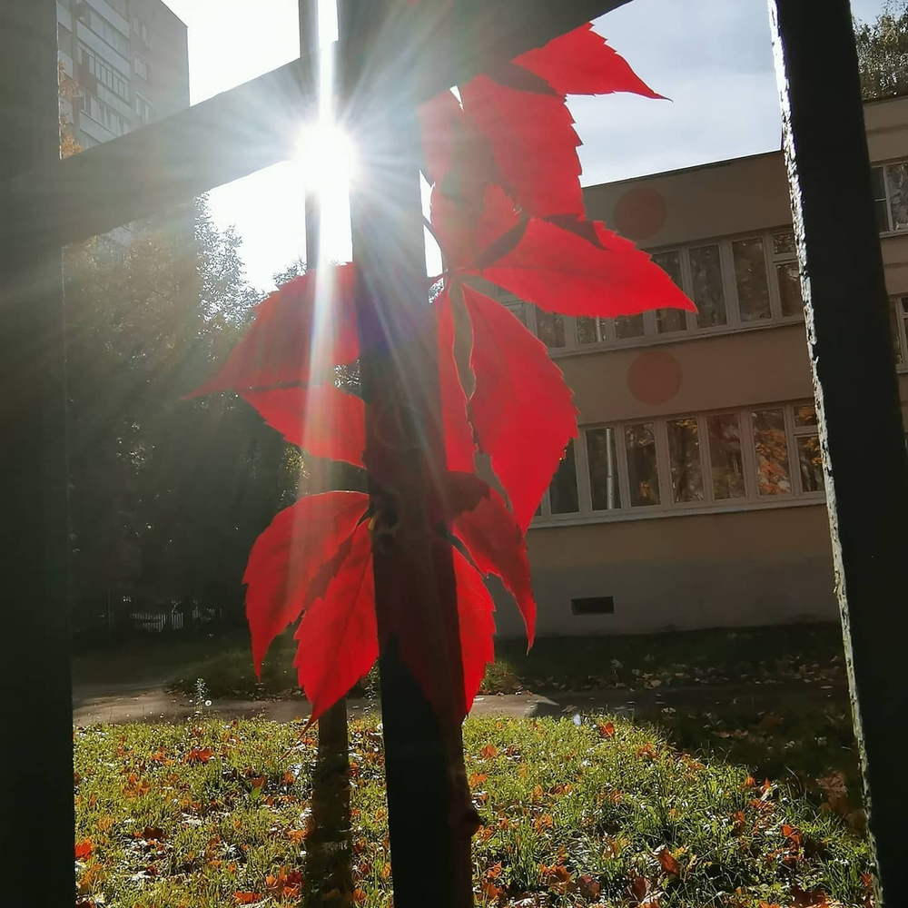 Грифон