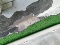 Бампер передний Toyota LC Prado 150 (2017-2020)