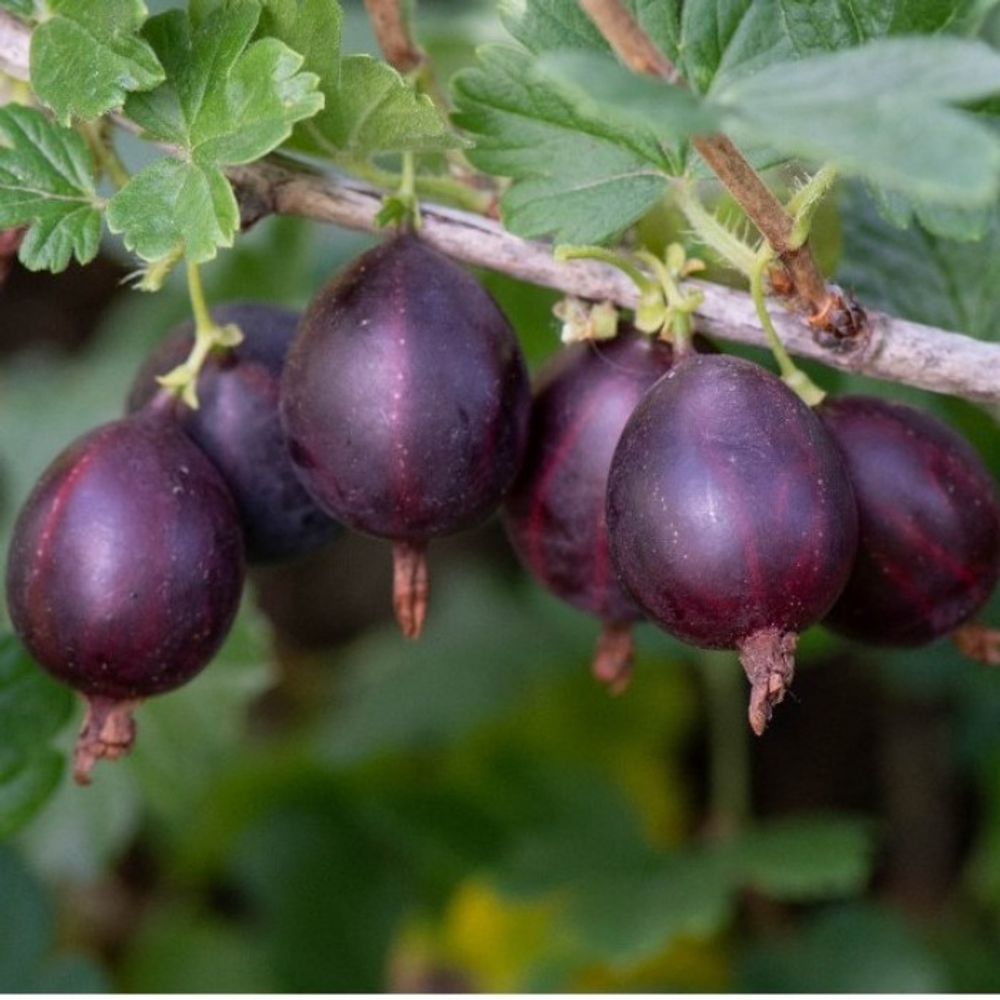 Крыжовник Грушенька