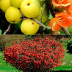 Айва японская Хеномелес С2 20-30