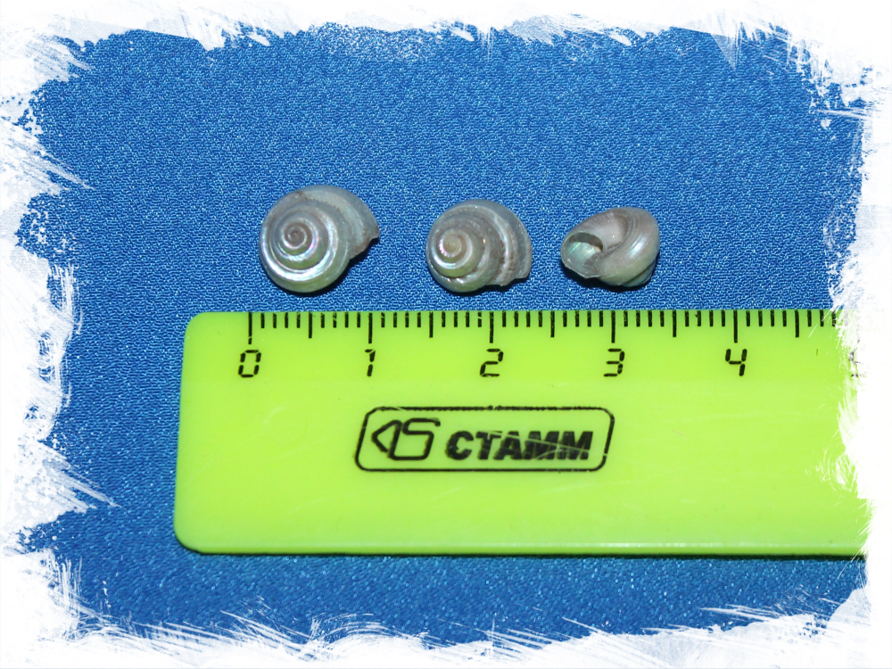 Умбониум перламутровый мелкий, 0,5-1,2см, 100гр, 500шт