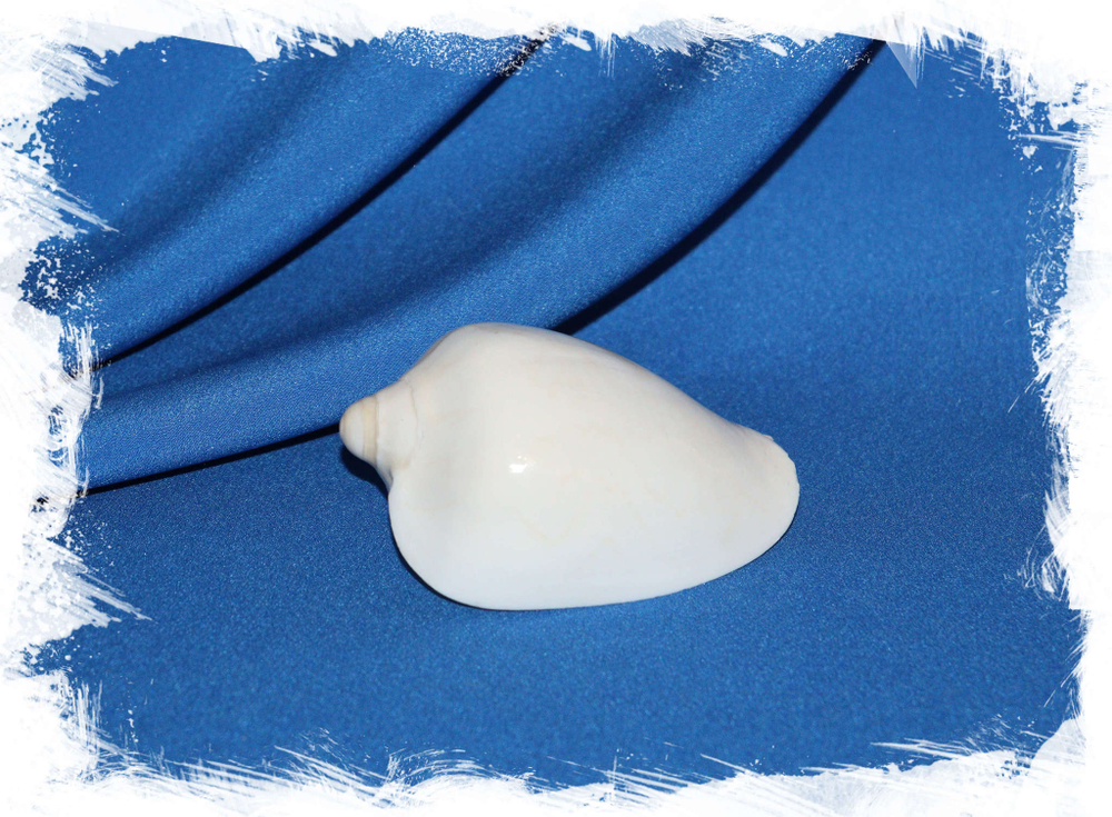 Белая ракушка Цимбиола