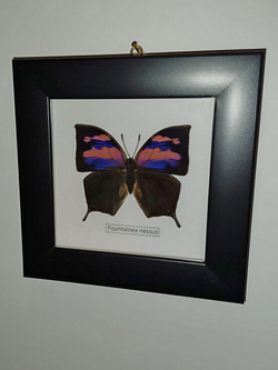 Бабочка Fountainea nessus в рамке