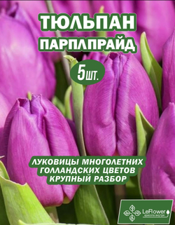 Тюльпан Луковица, Пурпл Прайд, 5 шт крупные