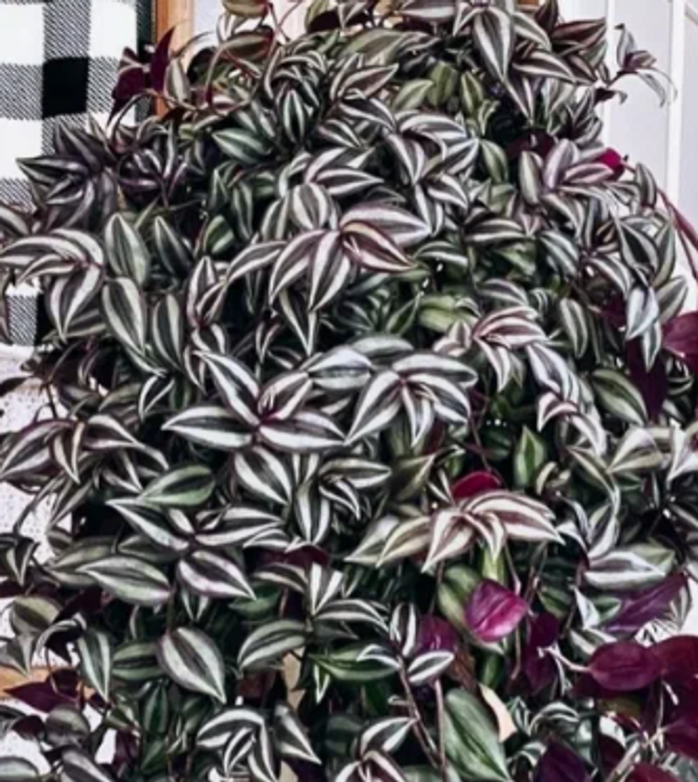 Традесканция Зебрина 5 срезов неукорененные черенки