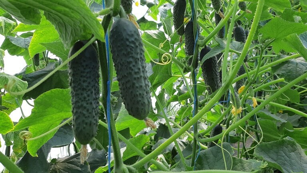 Элитор F1 семена огурца (Nunhems / Нюнемс)