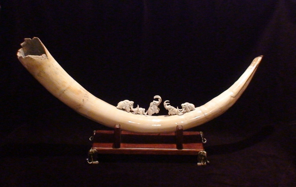 "5 мамонтов", бивень мамонта (mammoth tusk)