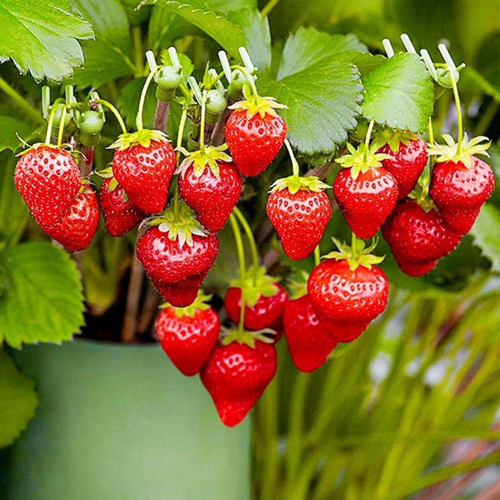 Земляника Руяна ремонтантная