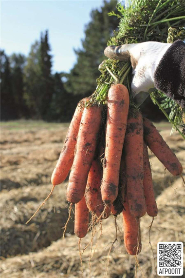 Натуна F1 семена моркови нантской (Bejo / Бейо) урожай в поле – фото 4