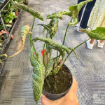 Сингониум PINK ROLLI