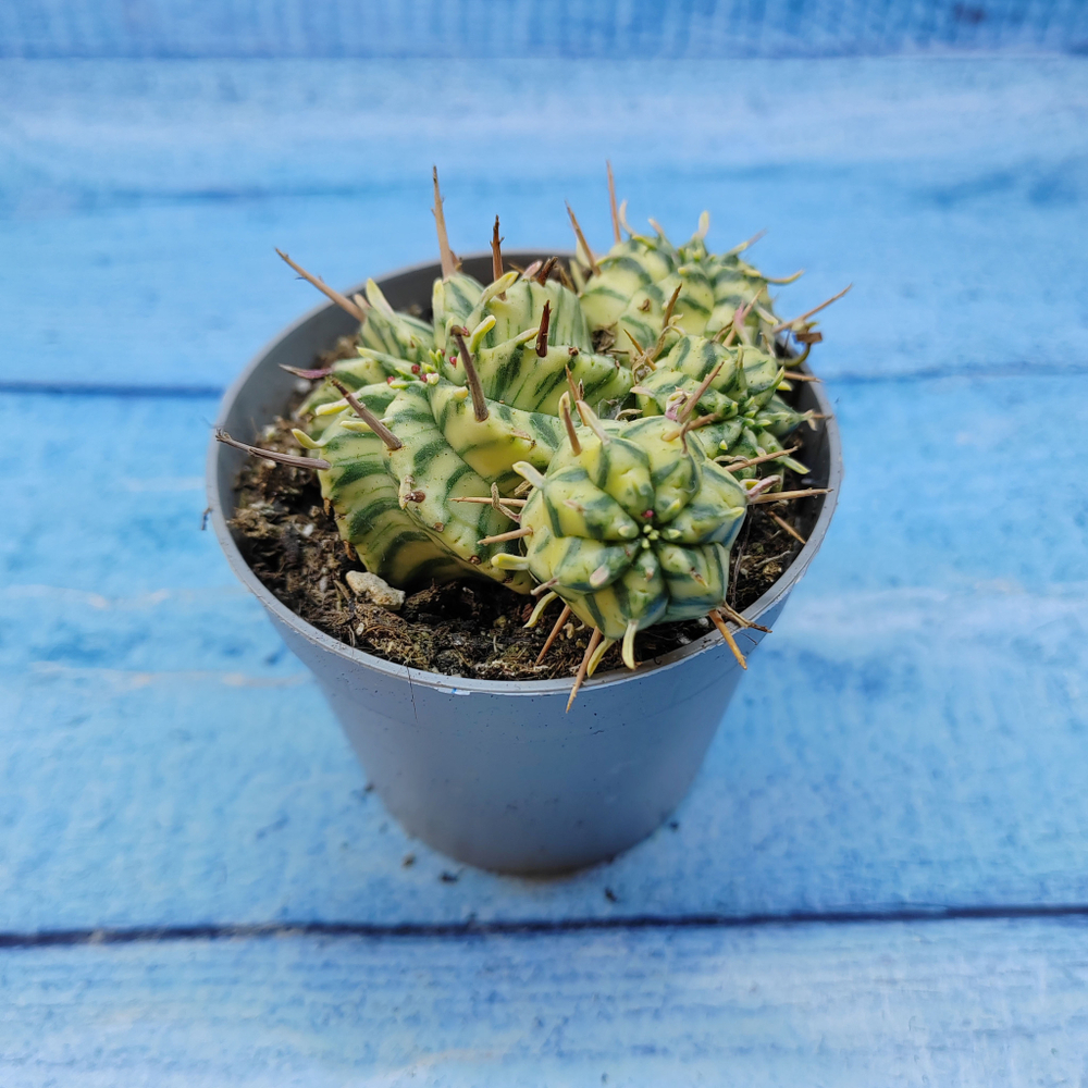 Euphorbia meloformis f. Variegated (Эуфорбия вариегатная)