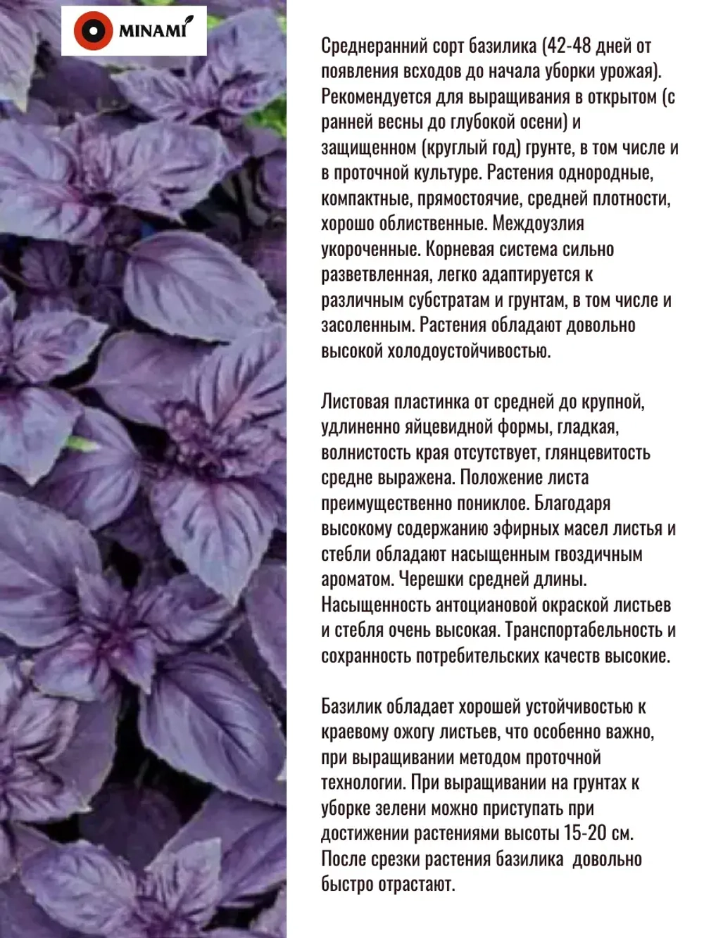 Базилик фиолетовый Мари