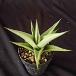 Сансевиерия CHANIN