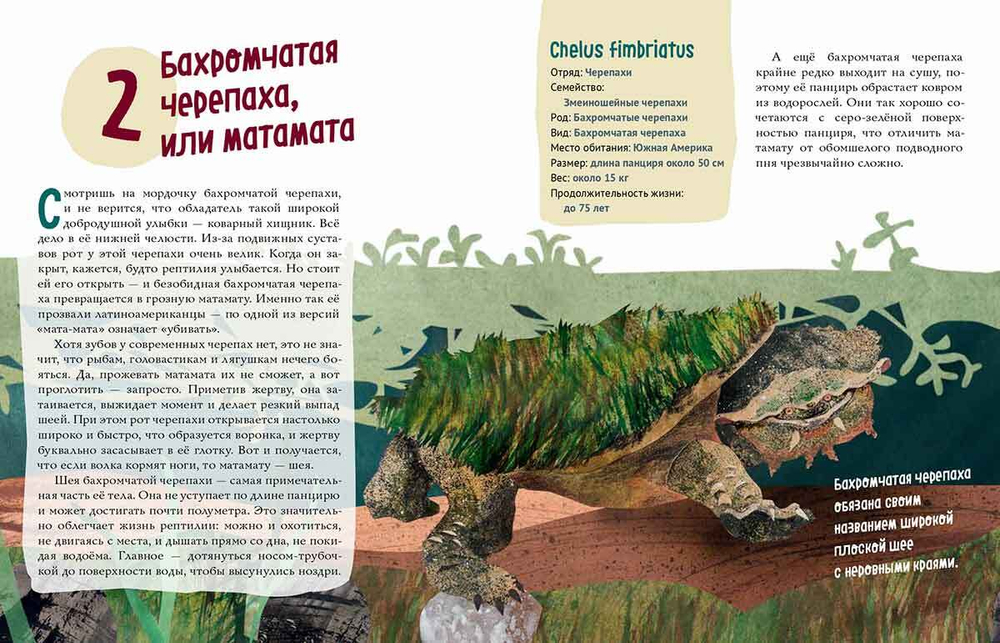 Черепахи. Великолепная десятка